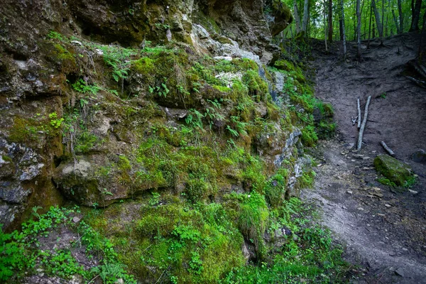 Primo Piano Una Scogliera Sabbiosa Con Texture Marrone Muschio Verde — Foto Stock