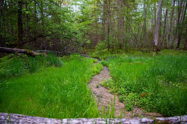 枯れ木が落ちた森のきれいな水の川 河岸の緑の芝生とその隣の観光コース — ストック写真