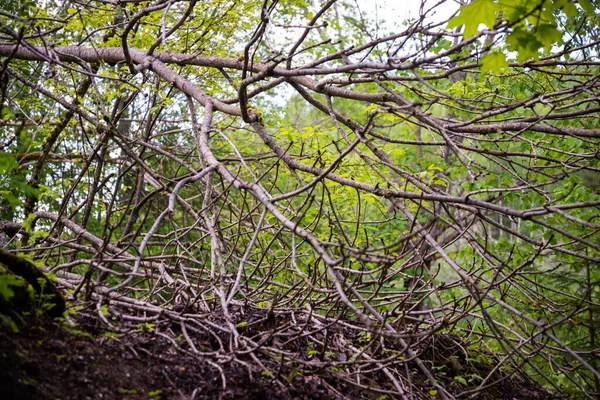 Κοντινό Πλάνο Ξηρών Θάμνων Στο Δάσος Ξηρό Δέντρο Πράσινα Φύλλα — Φωτογραφία Αρχείου