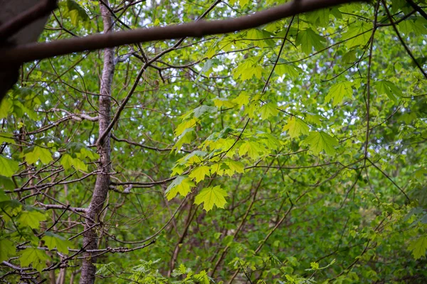 Gröna Blommande Lönnlöv Grön Skog Solig Sommardag — Stockfoto