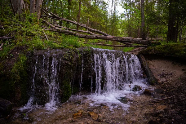 Waterfall Forest Clear River Water Forest Forms Waterfall Withered Tree — Stock Photo, Image