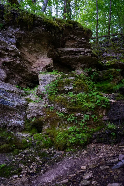 Sandklippan Skogen Med Grön Mossa Och Små Gröna Träd — Stockfoto