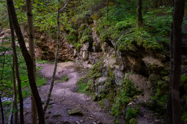 Zandrots Klif Het Bos Met Groen Mos Kleine Groene Bomen — Stockfoto