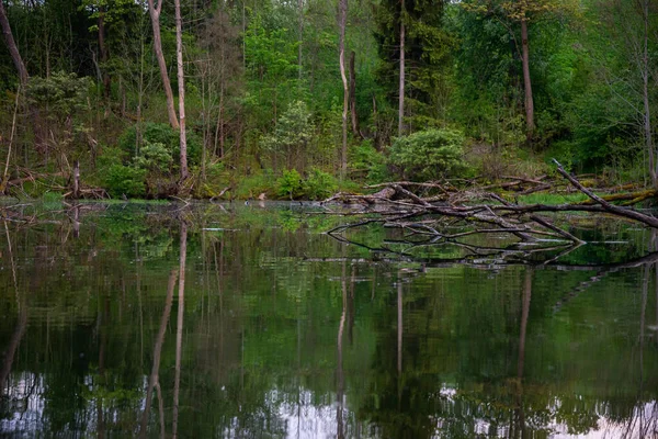 Hermoso Paisaje Forestal Con Estanques Agua Clara Bosque Agua Crea —  Fotos de Stock