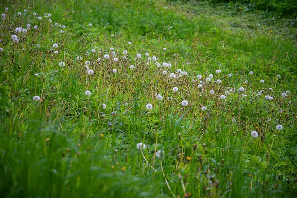 Löwenzahnfeld Flauschiger Löwenzahn Teil Einer Wiese Hintergrund Schöne Weiße Löwenzahnblüten — Stockfoto