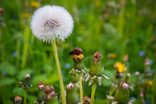 Escargot Sur Pissenlit Jaune Dans Herbe Verte Gros Plan Sur — Photo