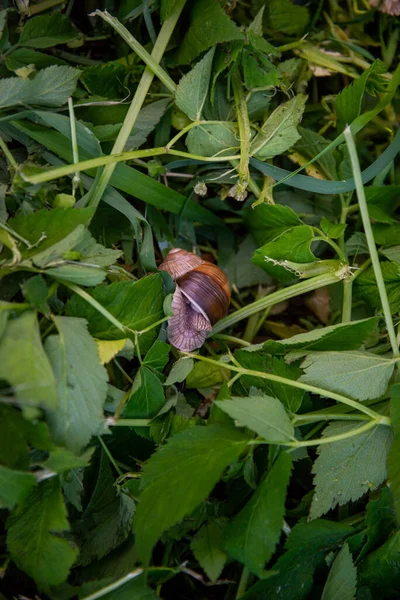 Roman Snail Helix Pomatia Helix Pomatia Κοινές Ονομασίες Ρωμαϊκό Βουργουνδία — Φωτογραφία Αρχείου