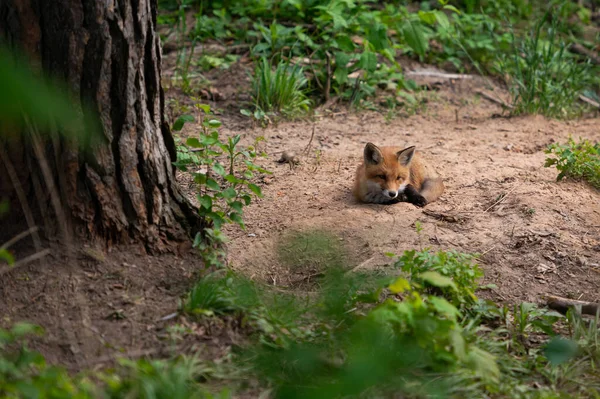 Red Fox Especie Tiene Una Larga Historia Asociación Con Los —  Fotos de Stock