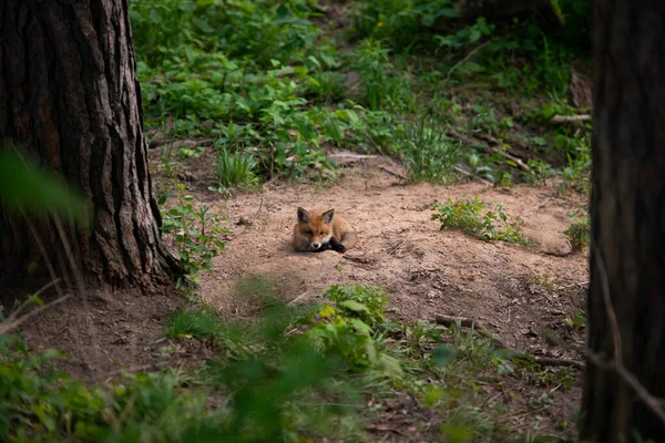 Raposa Vermelha Deitada Areia Floresta Com Olhos Abertos Olhando Diretamente — Fotografia de Stock