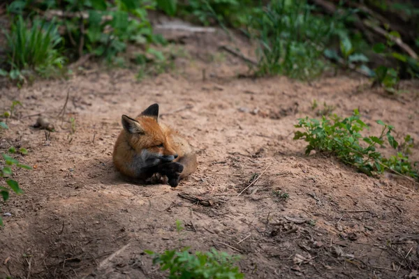 Red Fox Vulpes Vulpes Lies Woods Sand Next Cave Crossed — Stock Photo, Image