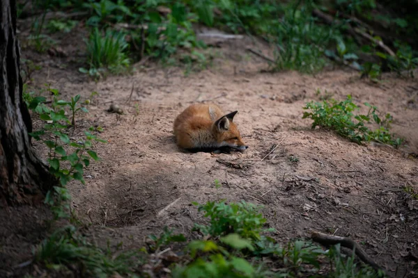 Red Fox Tento Druh Dlouhou Historii Spojení Lidmi Červená Liška — Stock fotografie