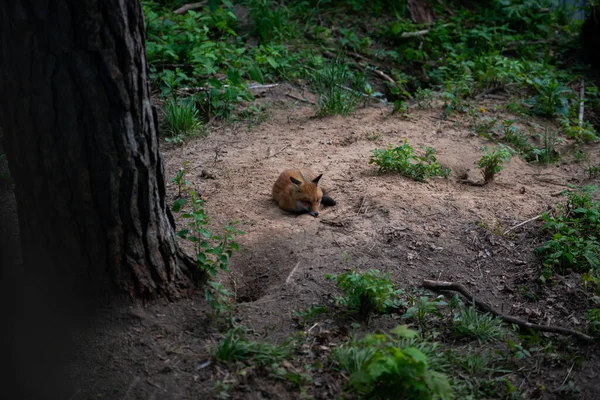 Retrato Close Red Fox Primavera Com Fundo Árvore Conífera Seu — Fotografia de Stock