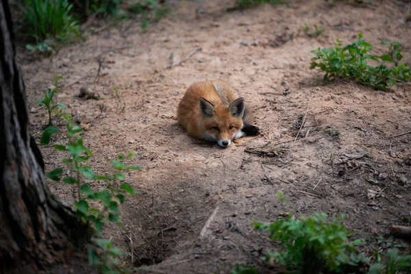 Red Fox Retrato Cerca Primavera Con Fondo Árbol Coníferas Entorno —  Fotos de Stock