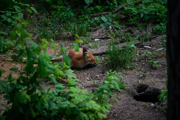 Detailní Záběr Červené Lišky Vulpes Vulpes Spící Písečném Lese Během — Stock fotografie