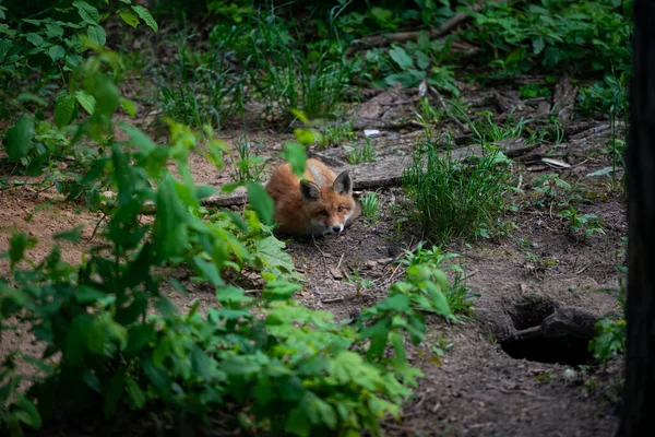 Červená Liška Vulpes Vulpes Leží Písku Lese Mezi Zelenými Stromy — Stock fotografie