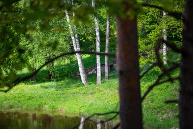 Ormanda yayalar için beton merdivenli yeşil çimen yamacı.