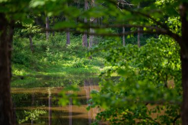Ormandaki gölette, yeşil ağaçların yapraklarını yansıtan tertemiz bir su var..