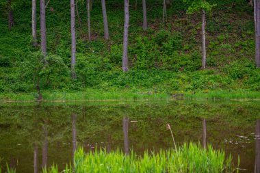 Bir gölü olan orman. Ağaç gövdelerini mükemmel yansıtan berrak su..