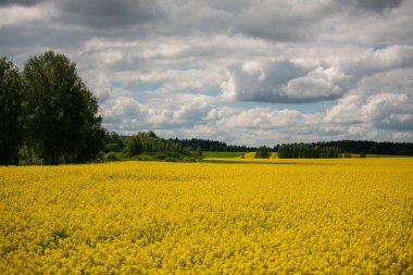 Latin Brassica Napus 'ta tecavüz tohumu, yeşil enerji ve petrol endüstrisi için ekili bir bitki, ilkbahar altın çiçek tarlası ve iki keten ve üç haçtan oluşan bir gruptur.