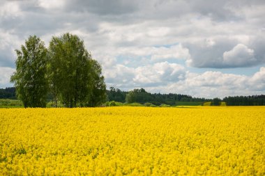 Latin Brassica Napus 'ta tecavüz tohumu, yeşil enerji ve petrol endüstrisi için ekili bir bitki, ilkbahar altın çiçek tarlası ve iki keten ve üç haçtan oluşan bir gruptur.