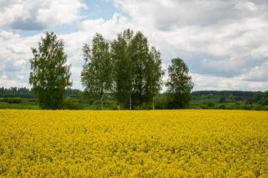 Latin Brassica Napus 'ta tecavüz tohumu, yeşil enerji ve petrol endüstrisi için ekili bir bitki, ilkbahar altın çiçek tarlası ve iki keten ve üç haçtan oluşan bir gruptur.