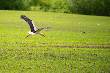 Beyaz leylek ormandaki yeşil bir çayırda uçuyor..