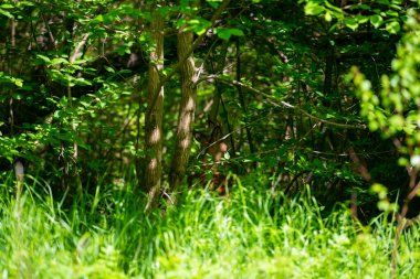 Ormanda yeşil çalılıklarda boynuzları olan kahverengi geyik. Geyik kameradan uzağa bakar..