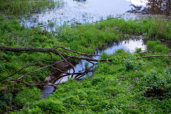Маленька Річка Чистою Водою Тече Озеро Між Зеленою Травою Через — стокове фото