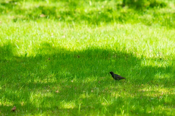 Muž Kos Turdus Merula Černobarevný Pták Svém Přirozeném Prostředí Zelené — Stock fotografie