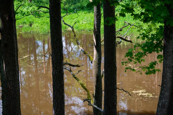 Лісове Озеро Відображенням Воді Через Стовбури Дерев — стокове фото