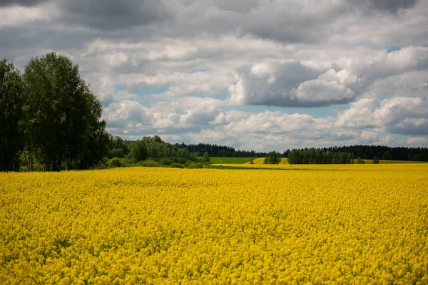 Latin Brassica Napus 'ta tecavüz tohumu, yeşil enerji ve petrol endüstrisi için ekili bir bitki, ilkbahar altın çiçek tarlası ve iki keten ve üç haçtan oluşan bir gruptur.