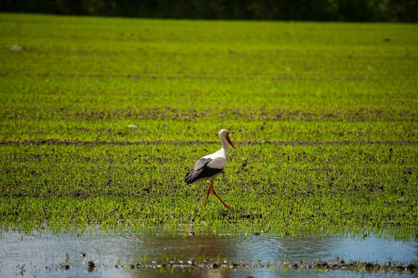 Weißstorch Ciconia Ciconia Der Vogel Steht Auf Grünem Gras — Stockfoto