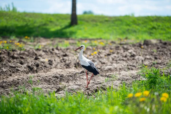 Vögel Weißstorch Ciconia Ciconia Einem Sommer Gepflügten Feld Aus Schlamm — Stockfoto