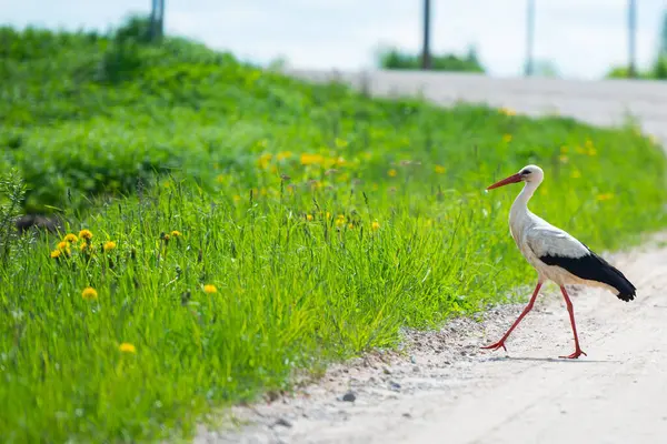 Vögel Weißstorch Ciconia Ciconia Neben Einem Feldweg Auf Einer Sommerwiese — Stockfoto
