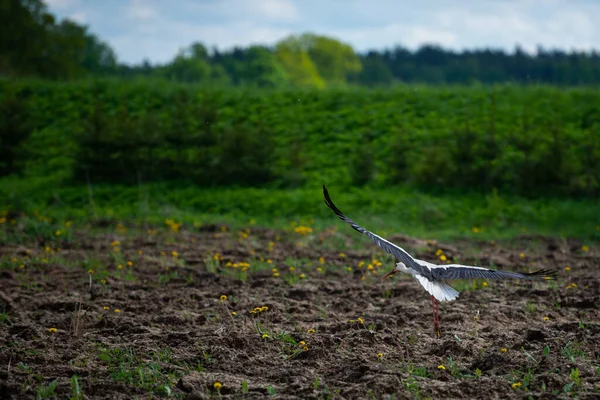 Ptaki Bocian Biały Ciconia Ciconia Startuje Skrzydłach Lot Przez Zaorane — Zdjęcie stockowe
