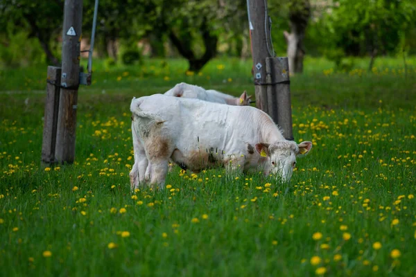 Белые Говяжьи Коровы Пасутся Одуванчике Рядом Электрическим Столбом — стоковое фото