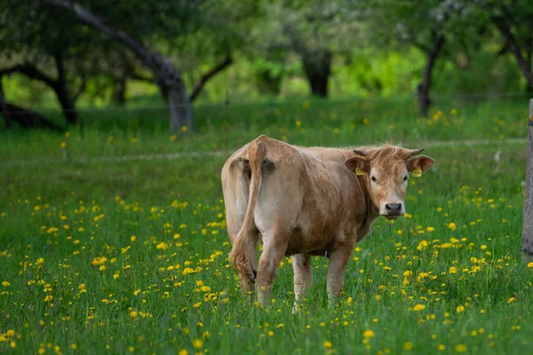 Brown Beef Cow Grazes Dandelion Meadow Cow Looks Directly Camera — Stock Photo, Image