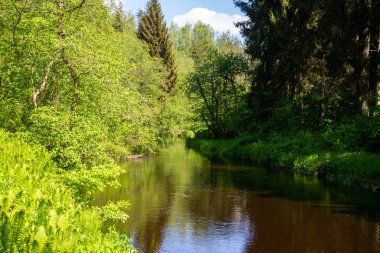 Çam ağaçlarıyla dolu bir orman nehrinde mavi su