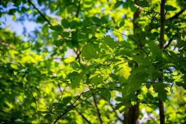 Yeşil meşe yaprakları güneş ışığında bir dalda