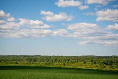 Idyllic manzara, yeşil tarlaların arasındaki ağaç, mavi gökyüzü ve arkaplanda beyaz bulutlar