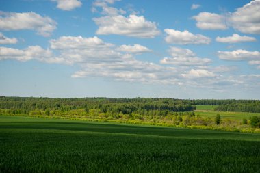 Idyllic manzara, yeşil tarlaların arasındaki ağaç, mavi gökyüzü ve arkaplanda beyaz bulutlar