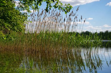 Yeşil kamışlı göl sulara yansıyor. Güzel bir yaz günü.