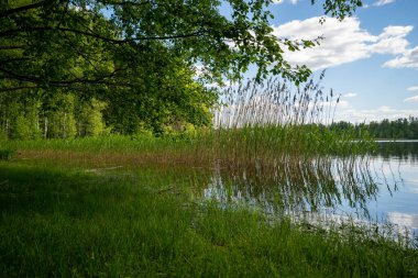 Yeşil kamışlı göl sulara yansıyor. Güzel bir yaz günü.