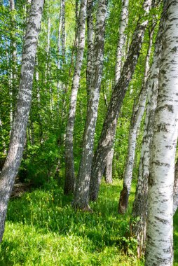 Ormanda güzel bir senkronize gün. Yol boyunca huş ağaçları.