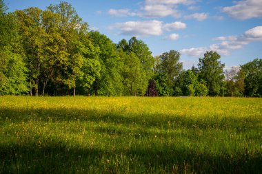 Sarı karahindiba ile yeşil çayır ormanın yanında yeşil ağaçlar mavi bir gökyüzünün altında beyaz kümülüs bulutları