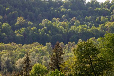 Sisli orman. Ufuk çizgisinde. Ladin ve çam ağacı ormanı soyut doku arka planı