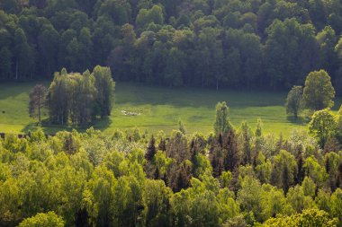 Sisli orman. Ufuk çizgisinde. Ladin ve çam ağacı ormanı soyut doku arka planı
