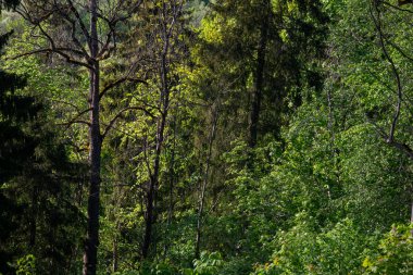 Yazın yapraklarla, yapraklarla, yapraklarla ve çalılarla doludur.