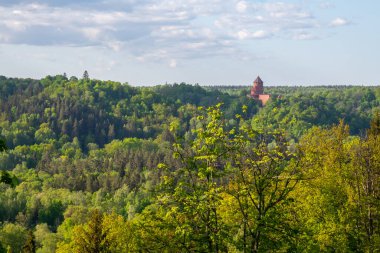 Uzak ufku olan sisli bir orman. Ladin ve çam ağacı ormanı soyut doku arka planı