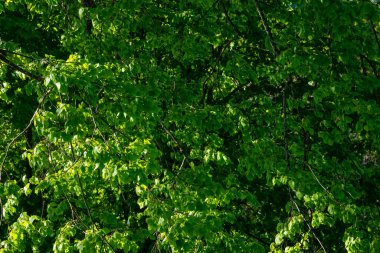 Yazın yapraklarla, yapraklarla, yapraklarla ve çalılarla doludur.